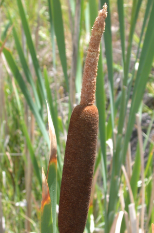 <p>Broadleaf cattail</p>