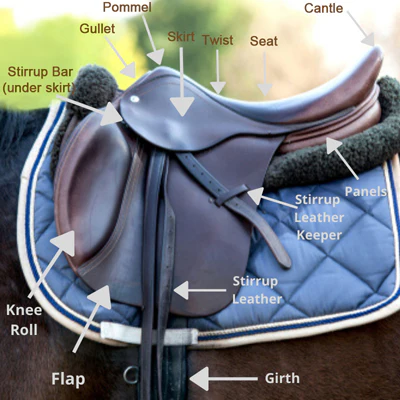 <p>Pommel, Gullet, Skirt, Twist, Seat, Cantle, Panels, Knee Roll, Flap, Stirrup Bar, Stirrup Leather Keeper</p>