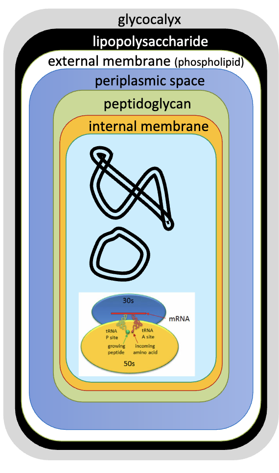 <p>3 components outside the peptidoglycan layer</p><ol><li><p>lipopolysaccharide (LPS): a.k.a endotoxin</p></li><li><p>external membrane (phospholipid) → second cell membrane</p></li><li><p>periplasm</p></li></ol><p></p>