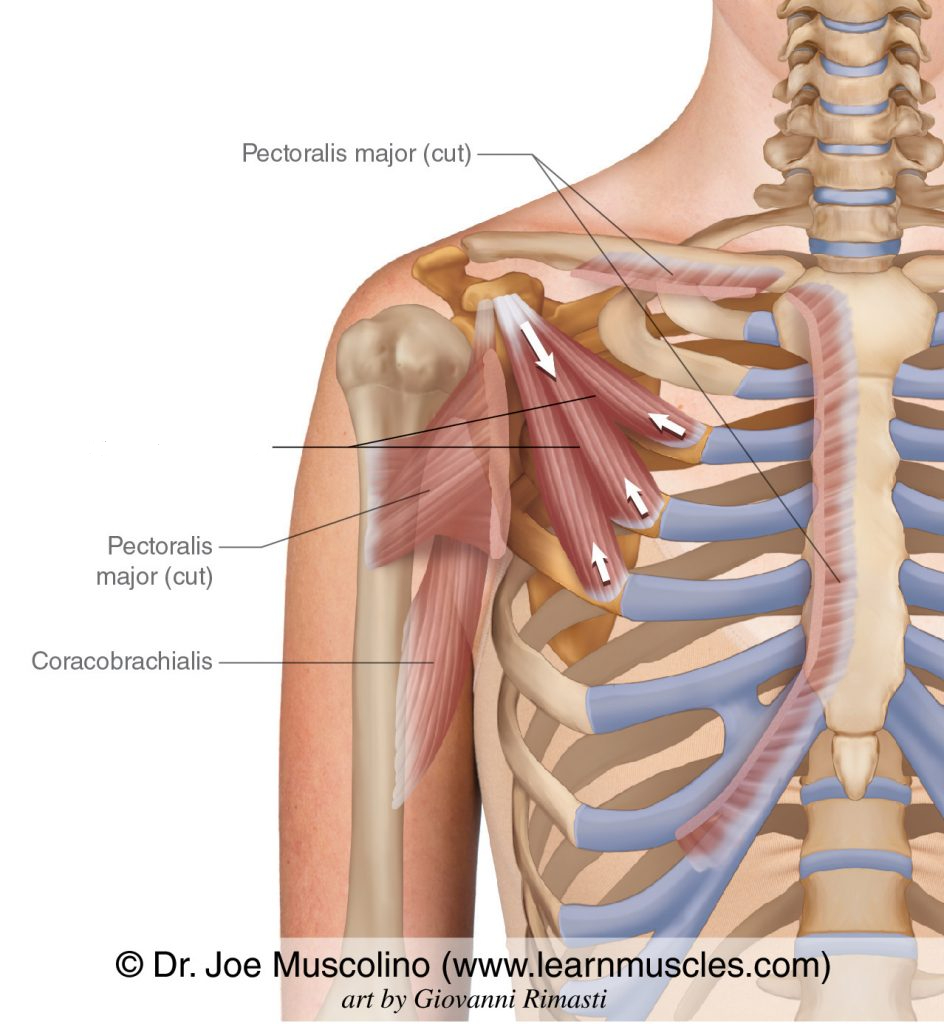 <p>What is the name of this muscle? </p><p>Hint: think ‘finger-like’ in shape</p>