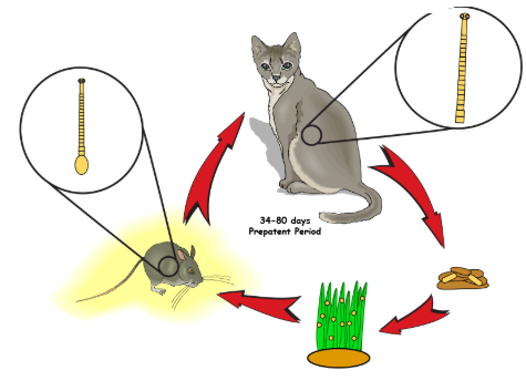 <p><em>Cyclophyllidae, Cestode.</em></p><p><strong>FH</strong>: CATS, <strong>IH</strong>: rodents/rabbits. Location: liver.</p><p>Infective stage:<strong> Strobilocercus/cysticercus fasciolaris.</strong></p><p><strong>Process</strong>: Adults in SI of FH → releases gravid proglottids in feces → IH eats eggs → oncospheres hatch → liver → cysticercus fasciolaris develops → FH becomes infected, attaches to SI and matures.</p>