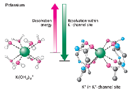 <p>highly selective: specific ion types only</p><p>extremely fast: millions of ions per second</p><p>regulated: can open and close (gated)</p><p>ex. K+ channel</p><ul><li><p>selectivity filter perfectly fits K+ ions</p></li><li><p>change repulsion creates rapid transport</p></li><li><p>demonstrates structure function relationship</p></li></ul><p></p>