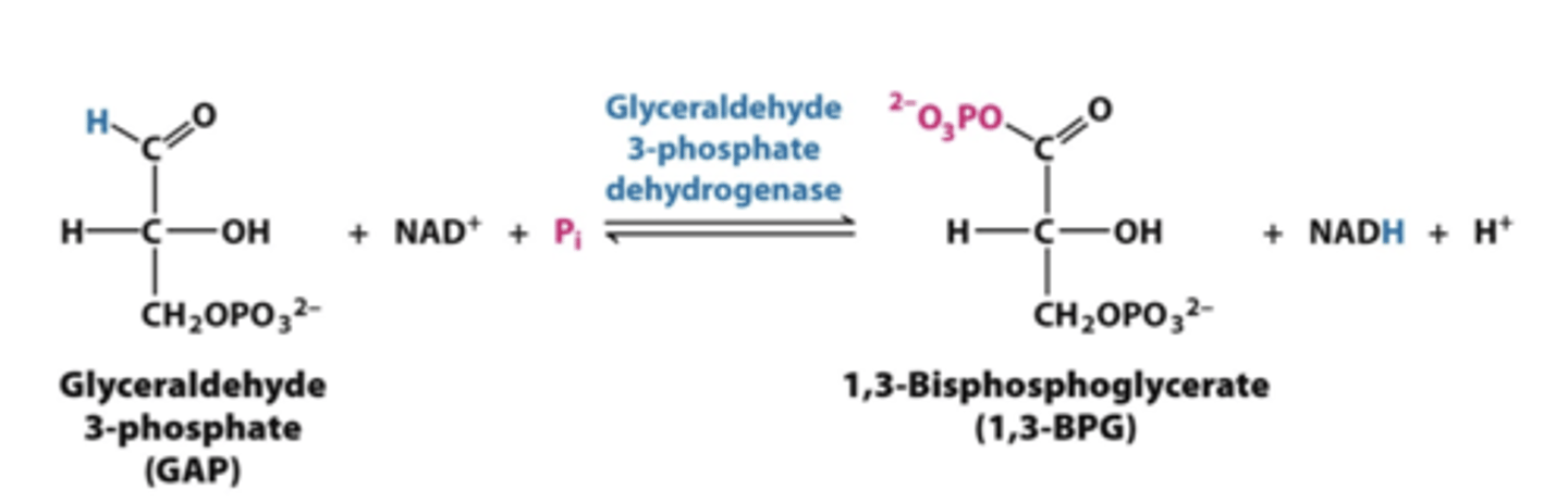 <p>glyceraldehyde 3 phosphate dehydrogenase</p><p>-glyceraldehyde 3 phosphate into 1,3 bisphosphglycerate</p><p>*produces NADH</p><p>REGULATED</p>