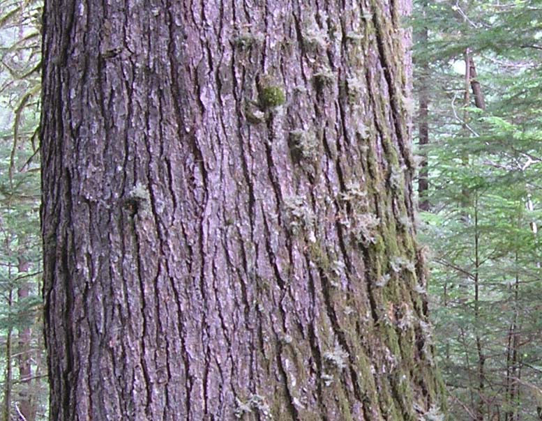 <p>What tree is this?</p>