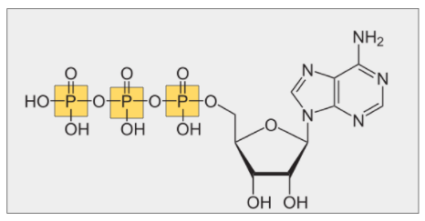 <ul><li><p>Main energy source for cells</p></li><li><p>Releases energy when its phosphate bonds are hydrolyzed</p></li><li><p>Contains 2 phosphoanhydride (high-energy) bonds</p></li></ul>