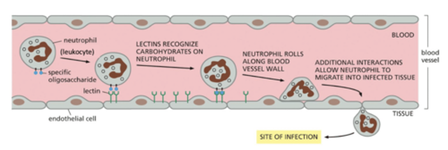 <p>movement of leukocytes (white blood cells) to areas of infection until they ultimately invade the underlying tissue (extravasation)</p><p>if there is an infection, leukocytes respond to inflammatory signals (e.g. chemokines) and start associating with the endothelial cells - this is loose adhesion</p><p>cells "roll" along the endothelial cells of the blood vessel</p><p>when reach the site of infection, this switches to strong adhesion</p>