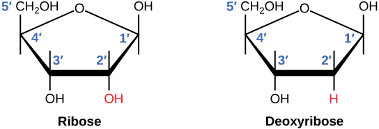 <p>RNA= 2’ carbon has an OH</p><p>DNA=2’ carbon has an H</p>