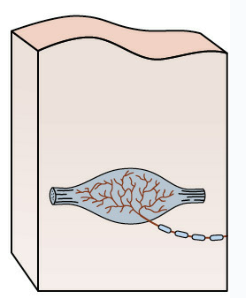 <p>deep mechanoreceptos in skin and joint ligaments&nbsp;</p>