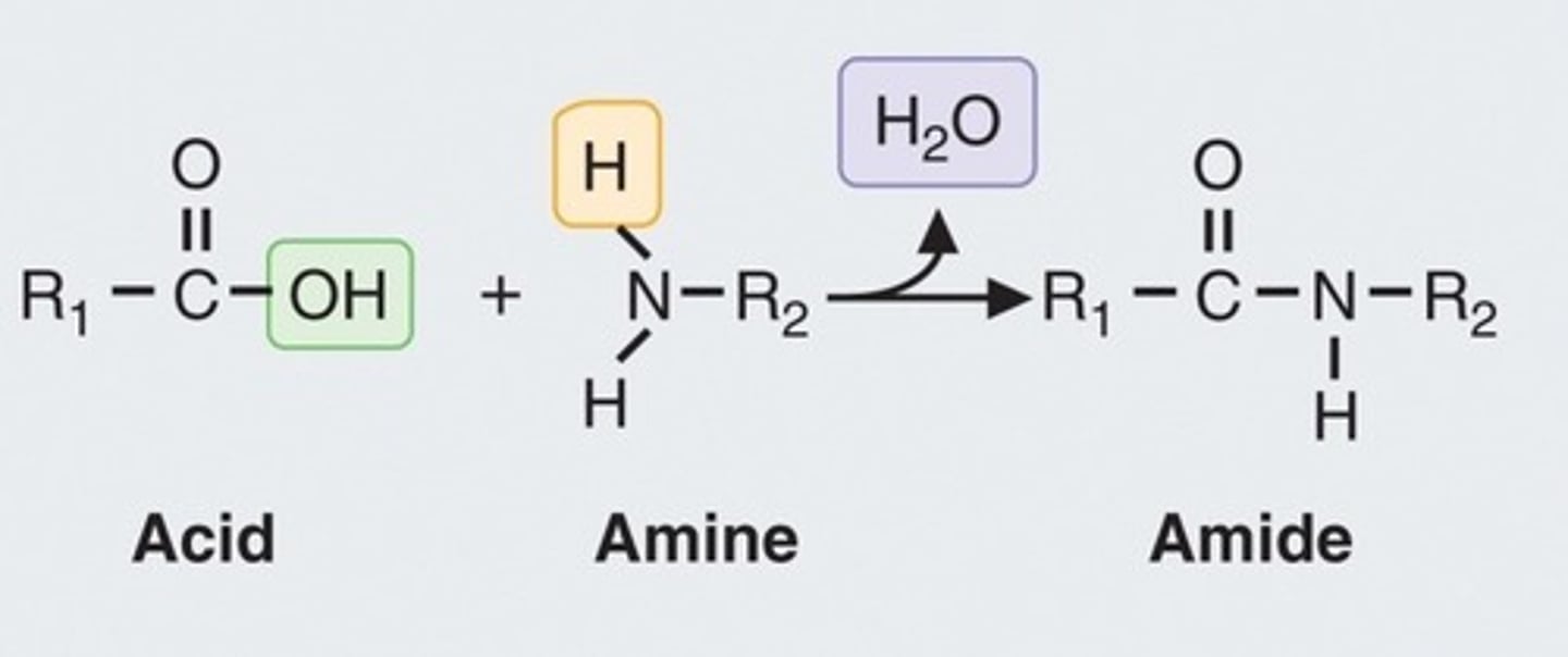 <p>Process forming peptide bonds between amino acids.</p>