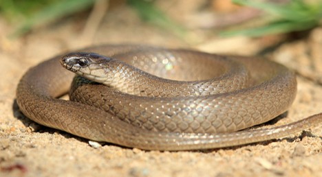 <p>leaf litter snake; Coastal Plains and Piedmont; default snake; keeled snakes</p>
