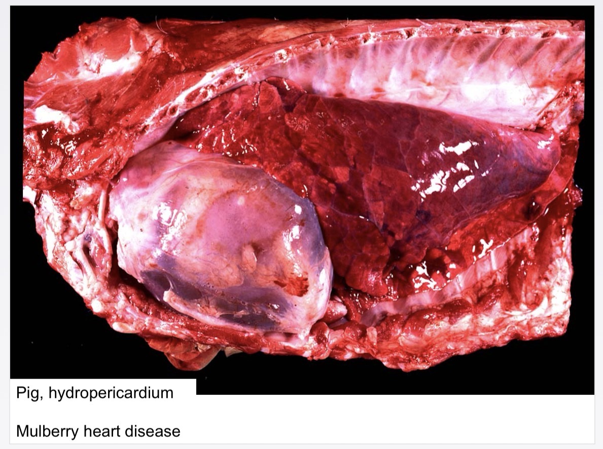 <p>pericardial diseases- hydropericardium causes</p>