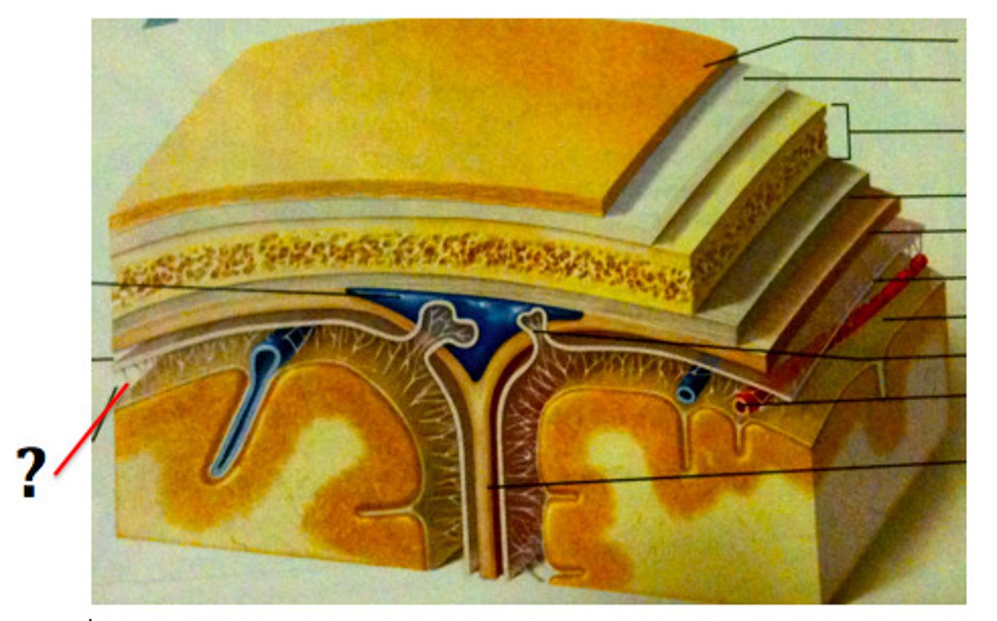 <p>-Separates arachnoid mater from pia mater below</p><p>-Contains CSF</p>