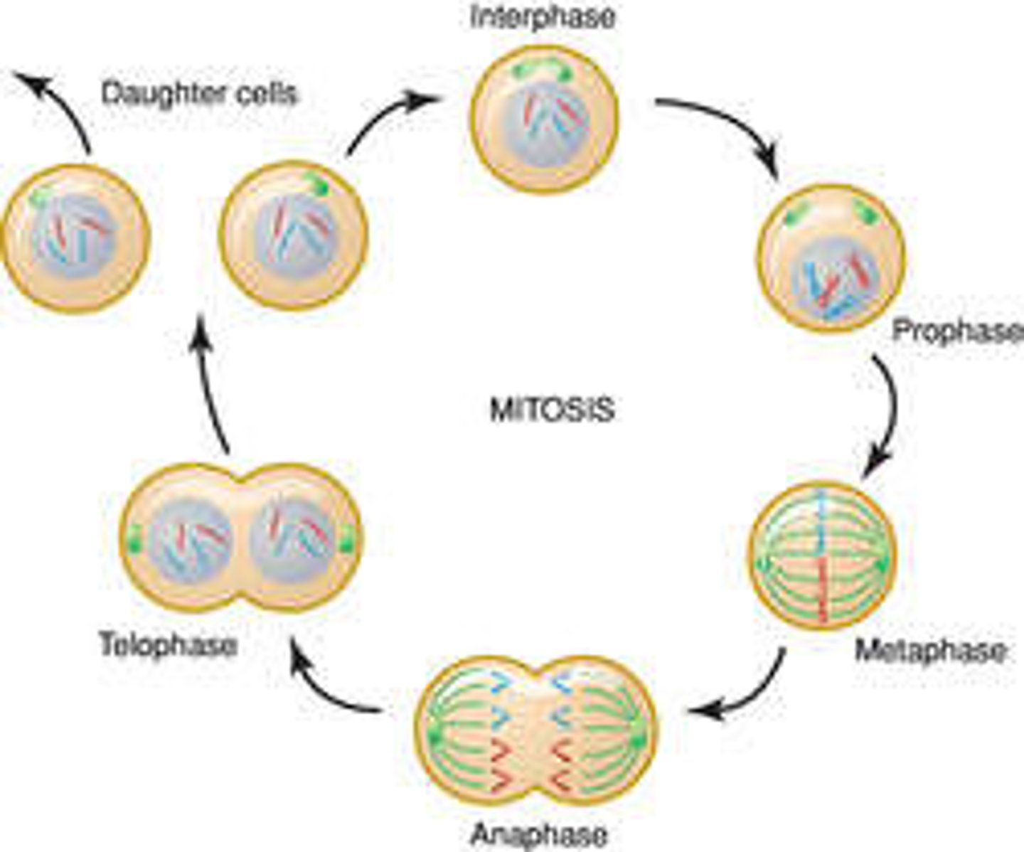 <p>In mitosis, there is no need for Homologous Chromosomes to pair or line up. They are treated individually by the cell.</p>