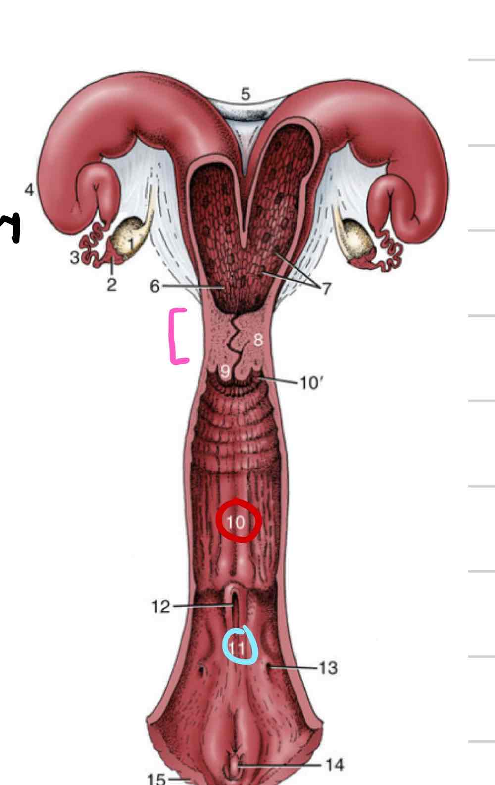 <ul><li><p>(10) Distal to cervix</p></li><li><p>Thinner walls</p></li><li><p>Less muscular and glandular</p></li></ul>