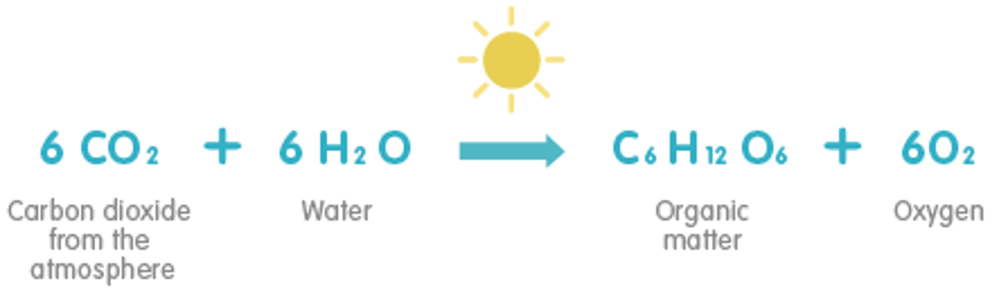 <p>6CO<sub>2</sub> + 6H<sub>2</sub>O -&gt; C<sub>6</sub>H<sub>12</sub>O<sub>6</sub> + 6O<sub>2</sub></p>