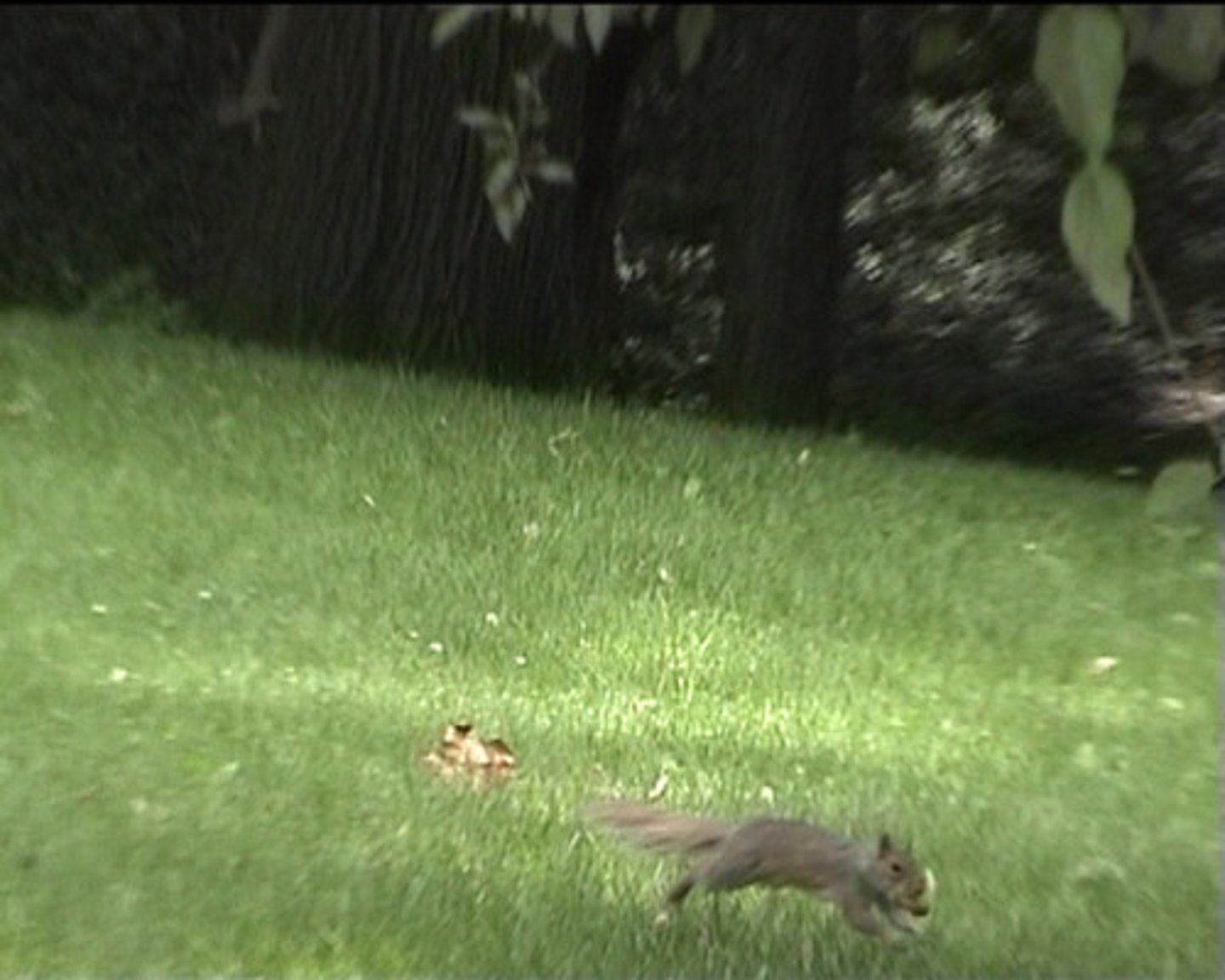 <p>to run quickly, scamper, hurry</p>