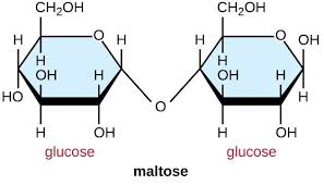 <p>the formation of the glycosidic linkage between two alpha glucoses are pointed</p>