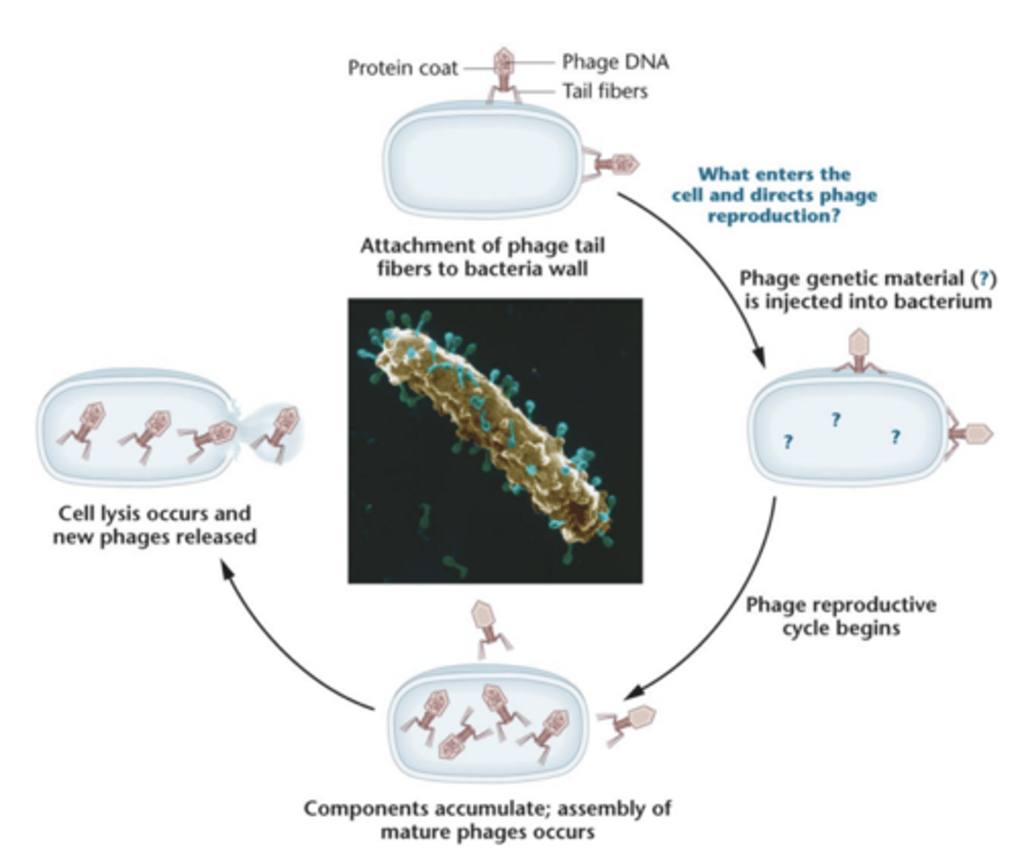 <p>- used E. coli and bacteriophage T2</p><p>- showed that DNA, not protein, is the genetic material</p><p>- used radioisotopes ^32P and ^35S</p><p>- demonstrated DNA enters bacterial cell during infection and directs viral reproduction</p>