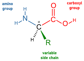 <p>amino acid</p>