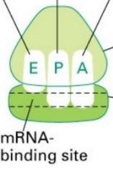 <p>Site on ribosome where tRNA holds polypeptide.</p>