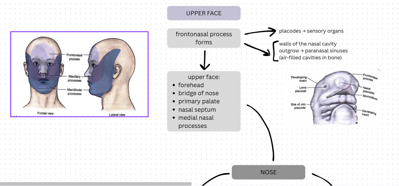 <p>Frontonasal Process → Upper Face →</p><ul><li><p>forehead, bridge of nose, primary palate, nasal septum, medial nasal processes</p></li></ul><p></p>