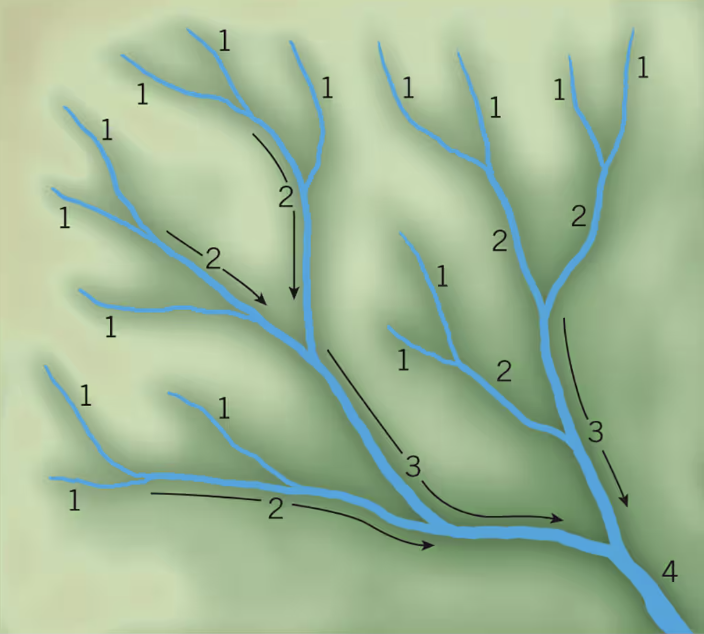 <p>A <em>first-order stream</em>, the smallest stream, has no tributaries. Where two first-order streams unite, they form a <em>second-order stream</em>. At the confluence (joining) of two second-order streams, a <em>third-order stream</em> begins, and so on and so forth</p>