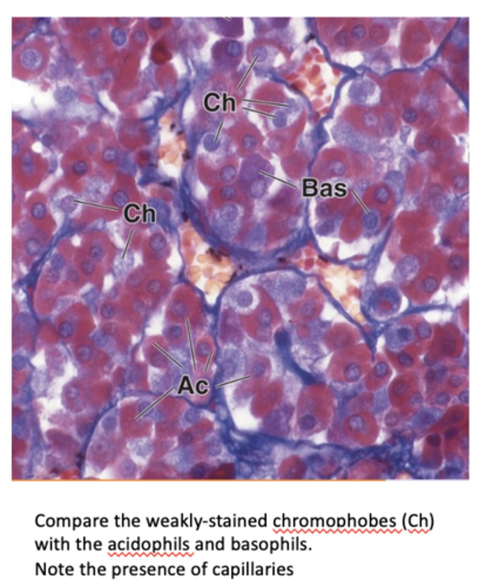 <p>How do chromophobes stain and what is their granule content?</p>