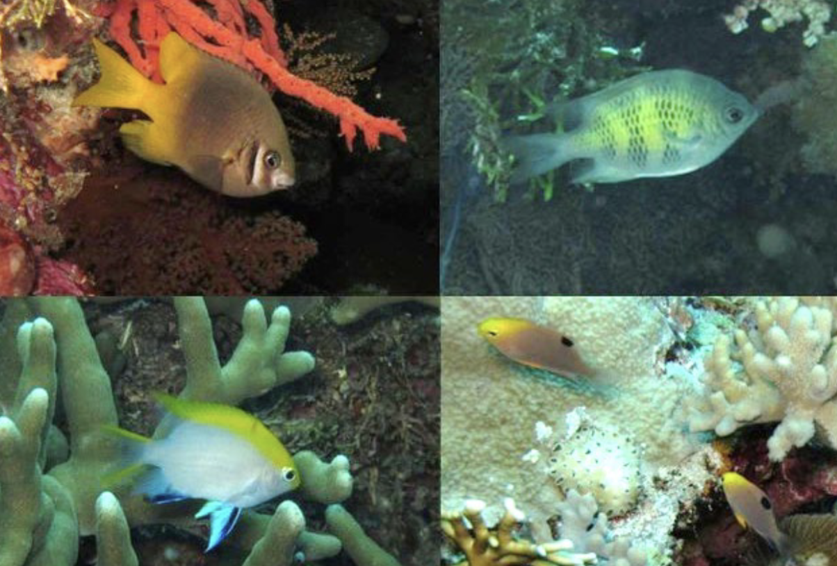 <p>pomacentridae</p>