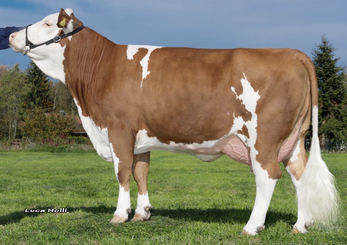 <p>What breed of cow is this and what is it mainly used for commercially?</p>