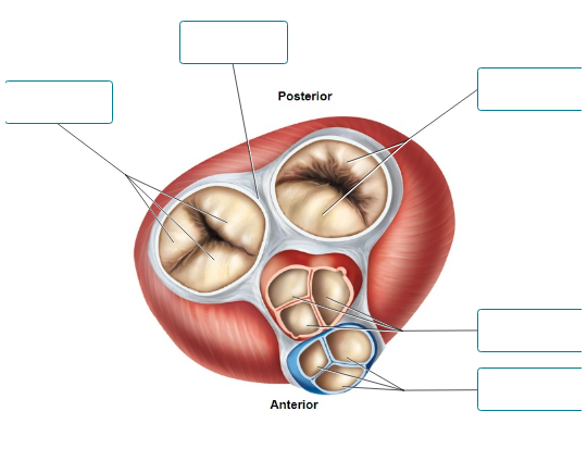 <p>This image is a superior view of a transverse section of the heart.&nbsp;Label the structures shown.</p><p><span style="font-size: inherit; font-family: inherit"><br></span></p>