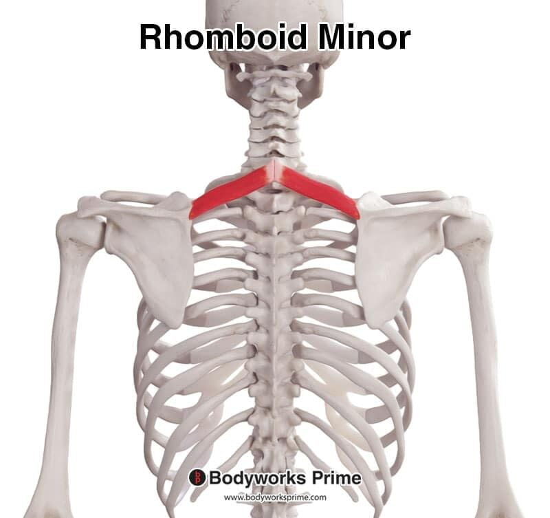 <p><span>Retract and stabilize scapula.&nbsp;</span></p>