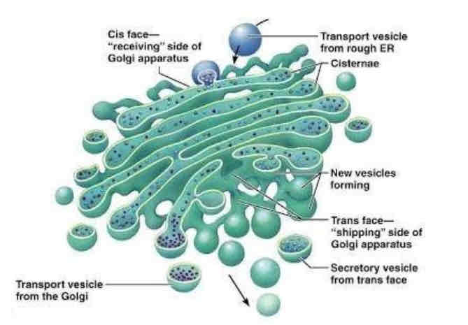 <p>Golgi apparatus</p>