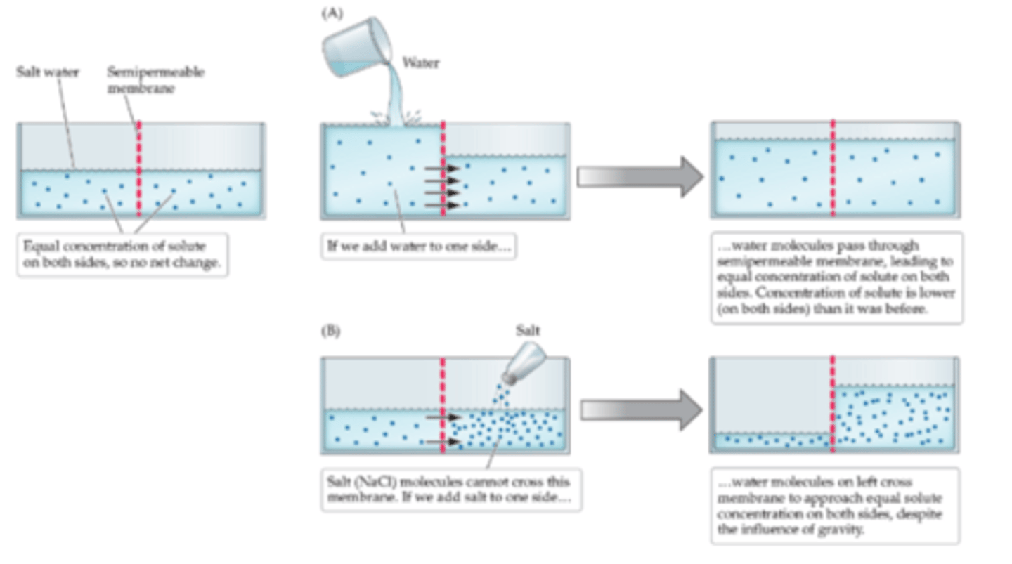 <p>Water molecules on the left cross the membrane to approach equal solute concentration on both sides</p>