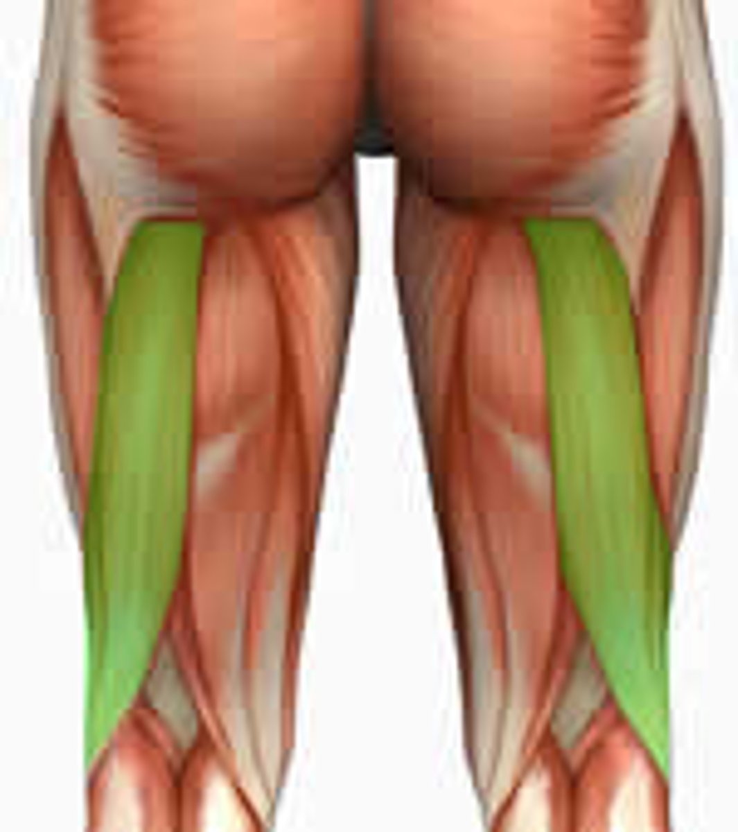 <p>long head - ischial tuberosity of os coxae; short head - linea aspera of femur</p>