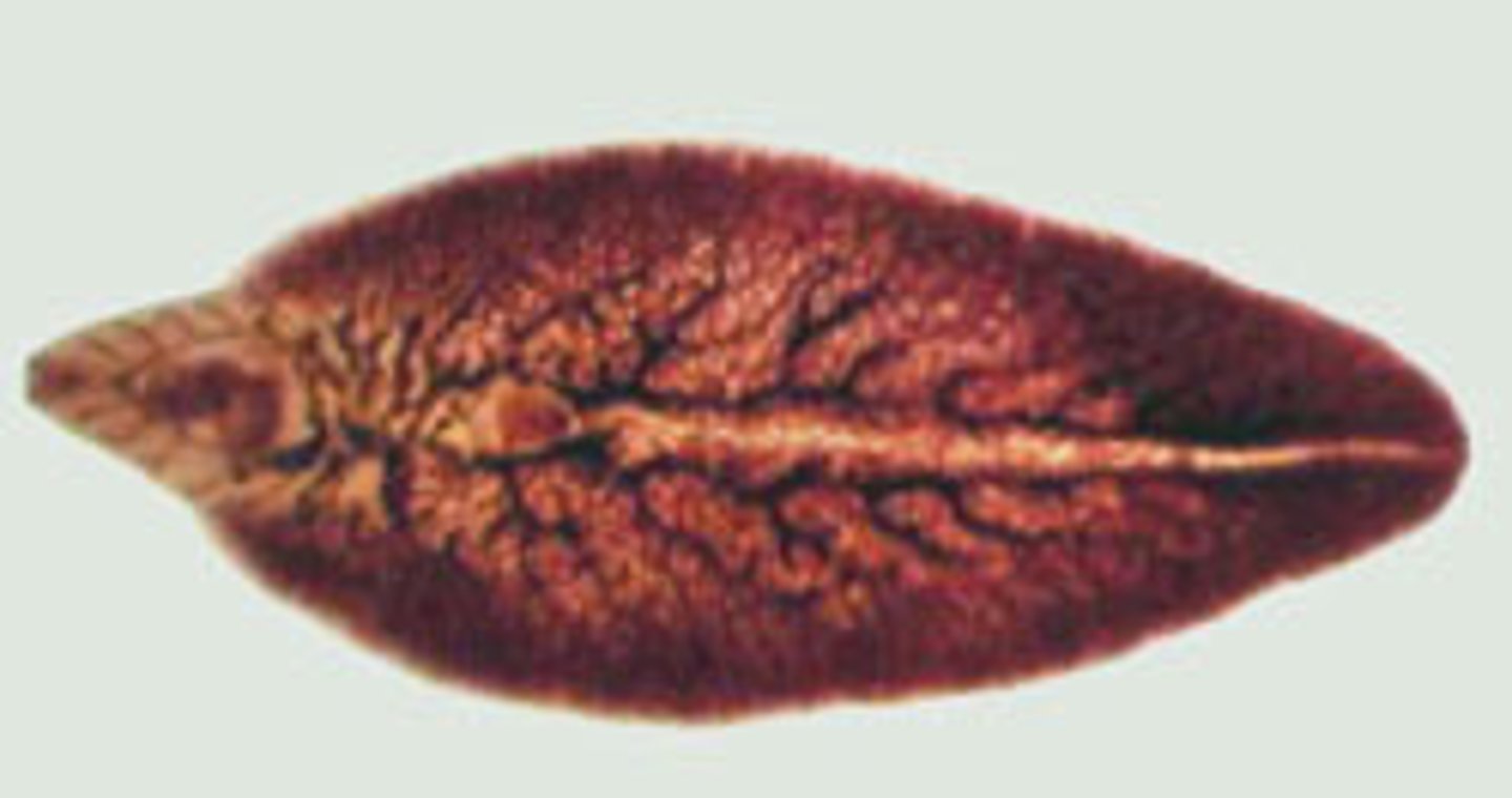 <p>One of a group of parasitic flatworms that can control the behavior of the host</p>