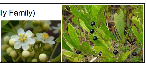 <p>Aquifoliaceae</p><p>Ilex glabra</p>