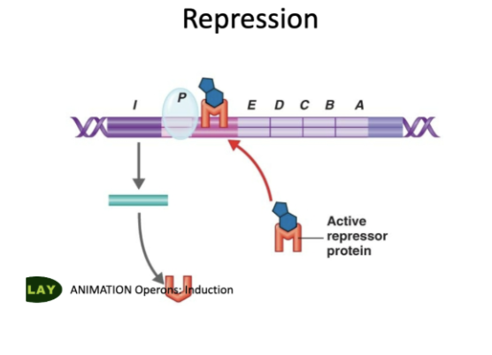<ol><li><p>Tryptophan binds to <strong>INACTIVE</strong> repressor protein,</p></li><li><p>changes its shape→ <strong>ACTIVE</strong></p></li><li><p><strong>ACTIVE</strong> repressor binds to <u>!OPERATOR </u></p></li><li><p>RNA Polymerase now blocked,</p></li><li><p>cant transcribe genes E-D-C-B-A anymore </p></li></ol><p></p>