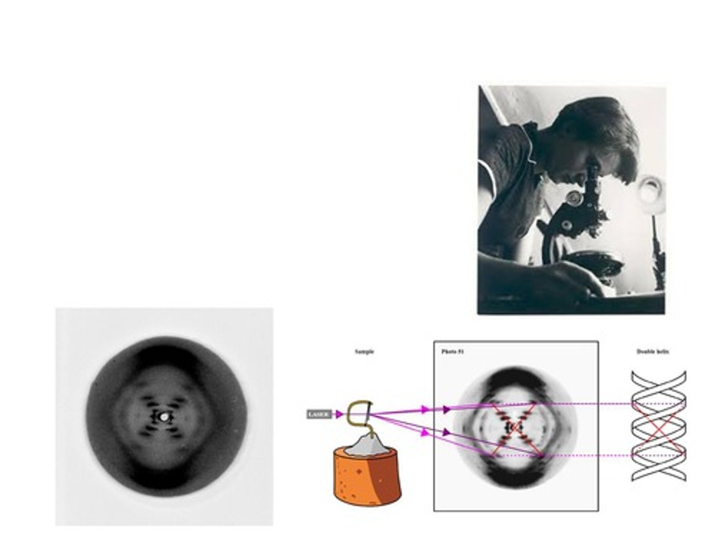 <p>Rosalind Franklin</p>