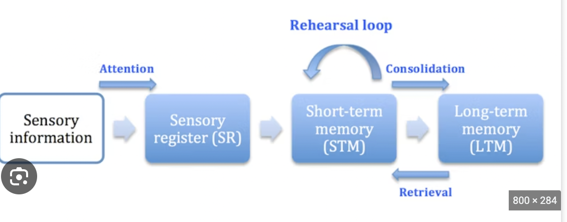 <p>A model saying memory goes through 3 stages: sensory → short-term → long-term. Example: Hearing a song (sensory)</p>