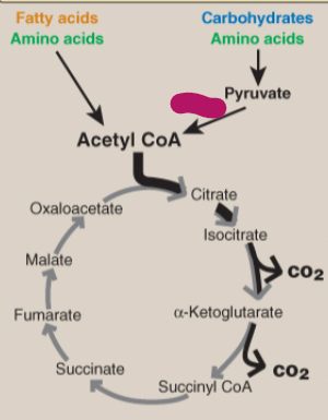 <p>Label the TCA cycle.</p>