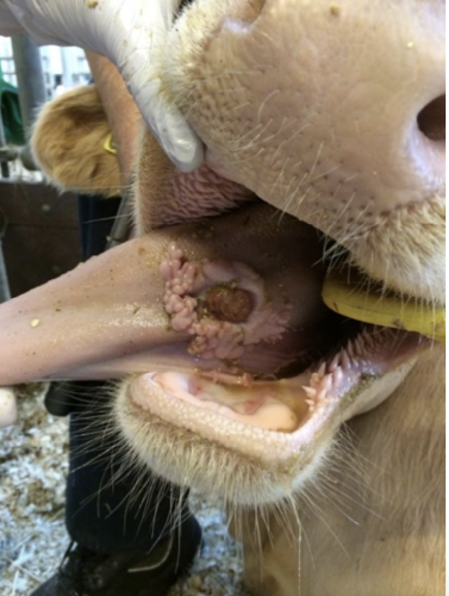 <p>I forbindelse med undersøgelse af en limousine 3. kalvsko med langvarig historie om vægttab og intermitterende ptyalisme, gør du følgende fund. Koen er 5 måneder drægtig. Hvordan vil du fortsætte?</p><p>- Sedation med xylazin og mundhuleundersøgelse</p><p>- Mundhuleundersøgelse, amoxicillin og meloxicam i 8 dage</p><p>- Mundhuleundersøgelse, vask af mundhule og lokal antibiose</p><p>- Mundhuleundersøgelse og tandraspning.</p>