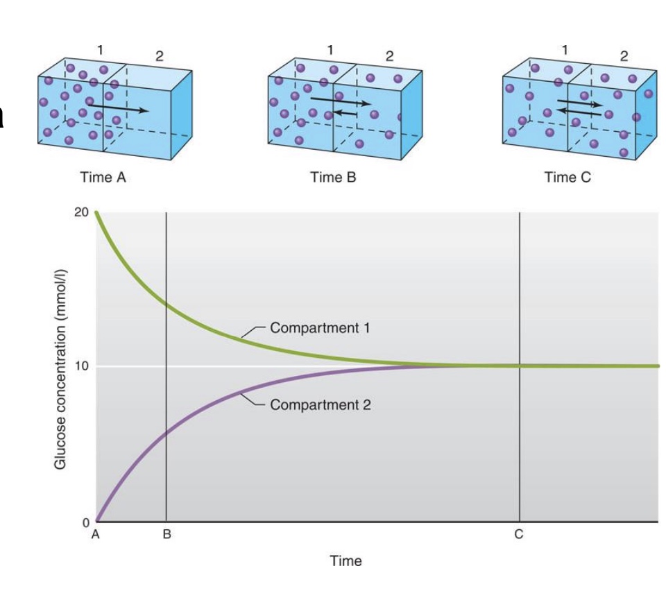<p>-Movement of particles down a concentration gradient, from area of high concentration toward area of low concentration</p><p>-Driven by random molecular motion (aka Brownian Motion)</p><p>-Over time, reaches <strong>equilibrium:</strong> </p><p>• particles evenly distributed </p><p>• particles still moving, but<strong> no net movement</strong> (Brownian motion still there)</p><p>*ex: BG, O2 and other gases</p>