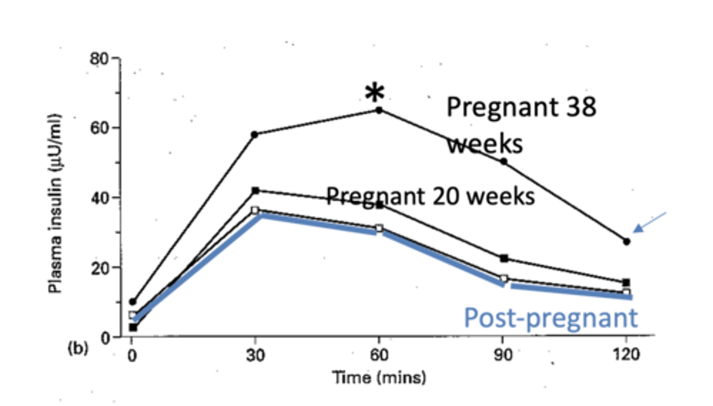 <p>There is post-prandial hyperinsulinaemia, but also insulin resistance. </p><p>In 3rd trimester there is a higher glucose peak so more insulin is secreted. Insulin reaches peak after 1h, which then slowly declines but does not return to basal levels in pregnancy. </p>