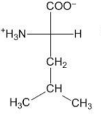 <p>—CH2-CH(CH3)2 (methylene group, methine group, two methyl groups)</p>