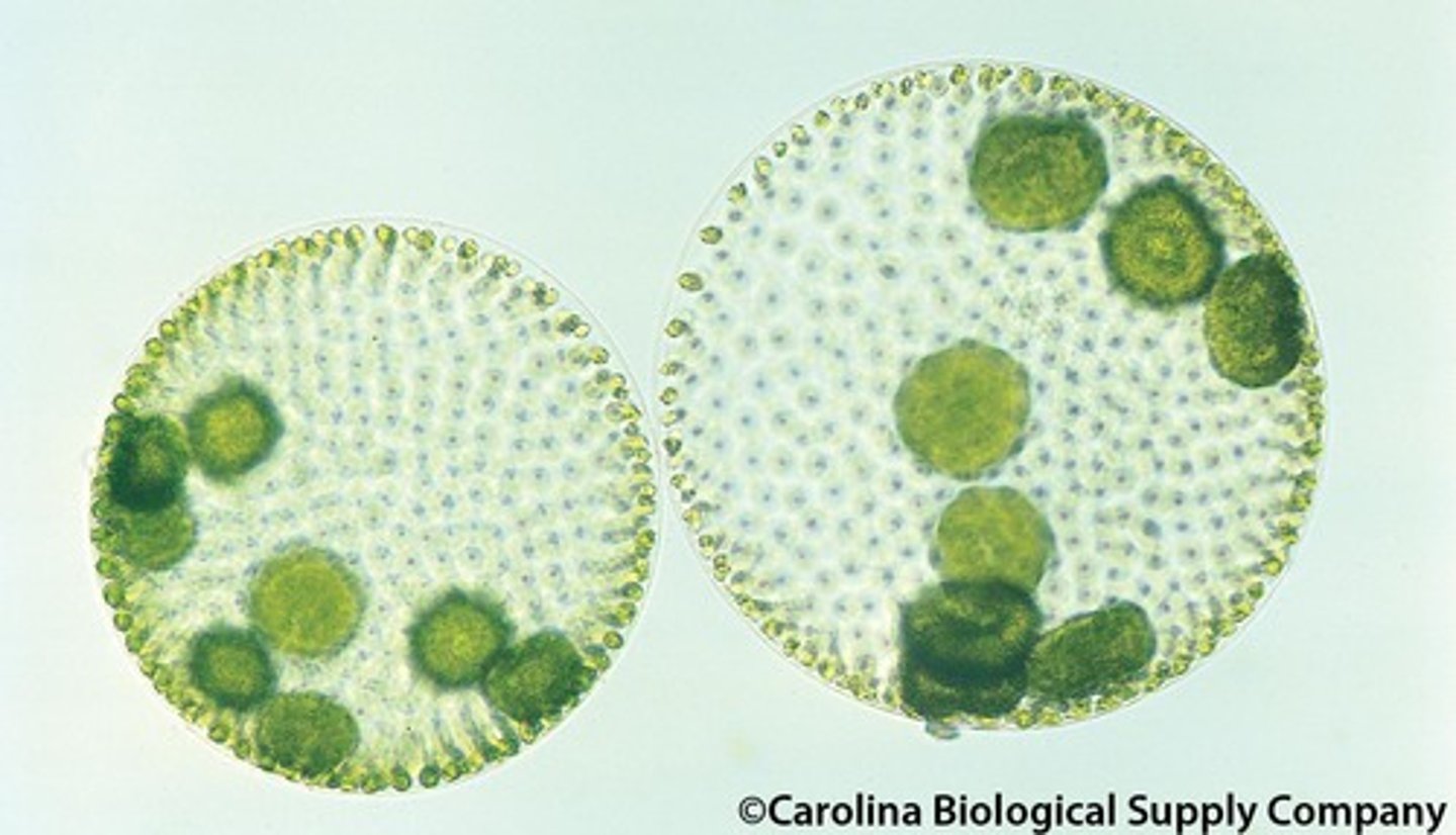 <p>belongs to the Division Chlorophyta, colony contains 500-50,000 cells, biflagellate, colony surrounded by a thin mucilaginous layer, reproduce sexually or asexually by reproductive cells produce daughter colonies inside the parent which are released when parent colony bursts</p>