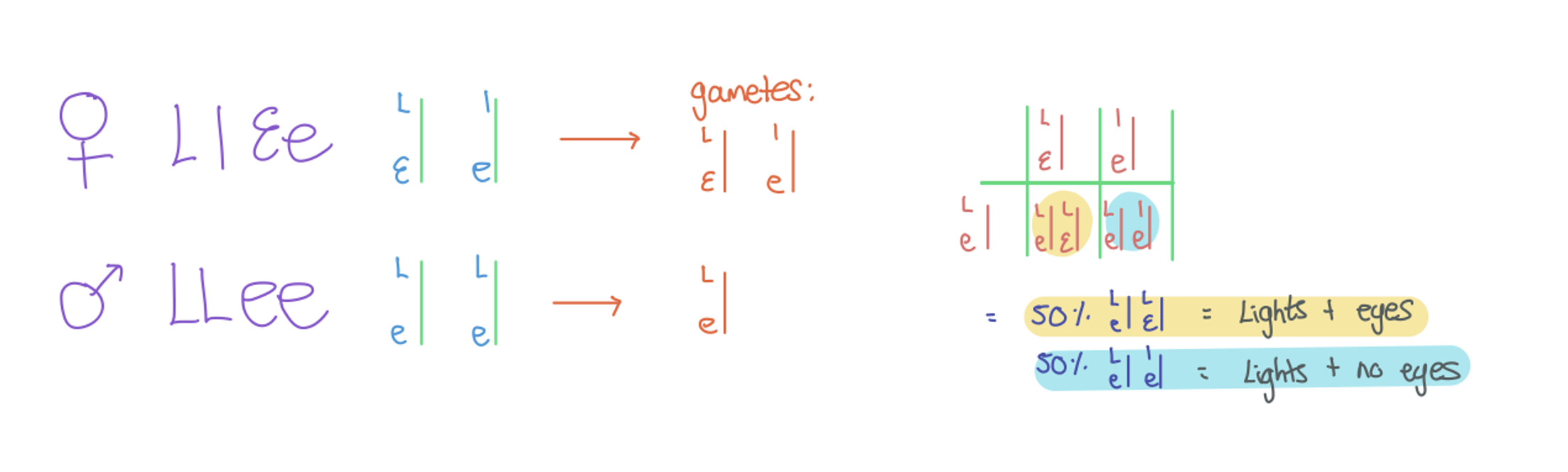 <p>Show alleles beside vertical lines for homologous chromosomes, e.g., AB/ab (linked on one chromosome).</p>