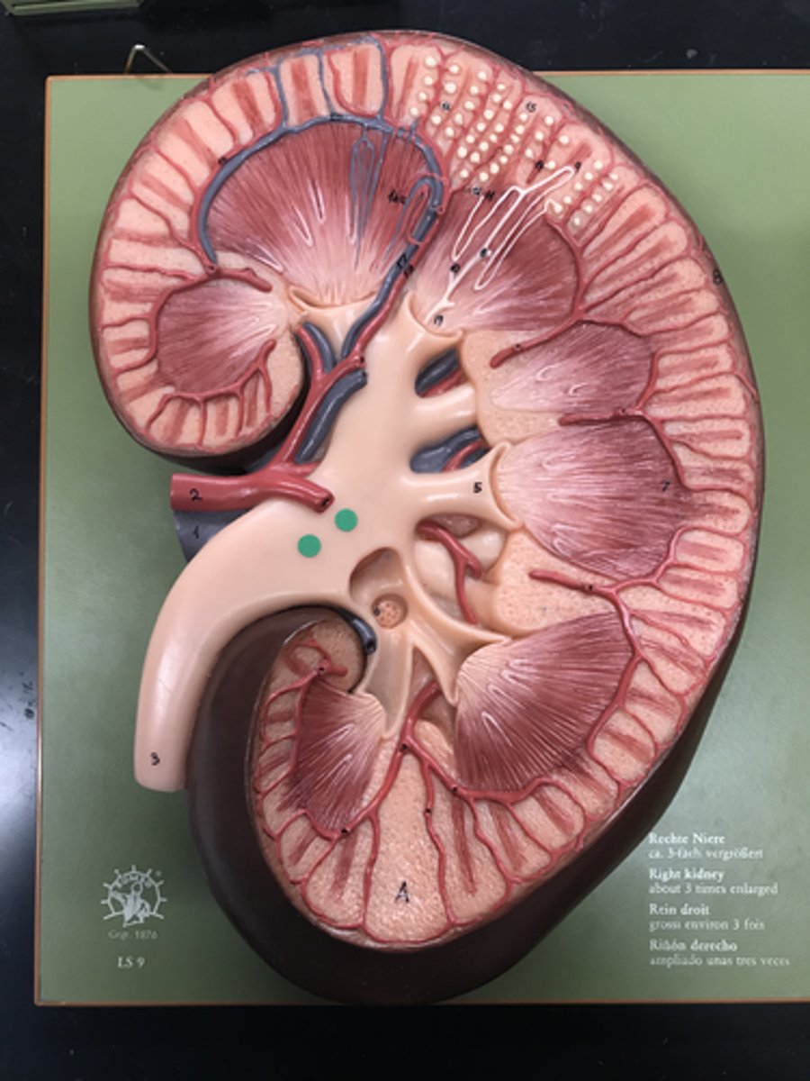 <p>Name this STRUCTURE</p>