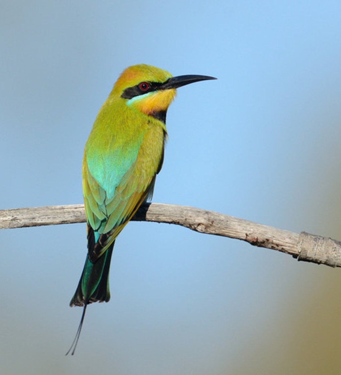<p>Coraciiformes Meropidae</p>