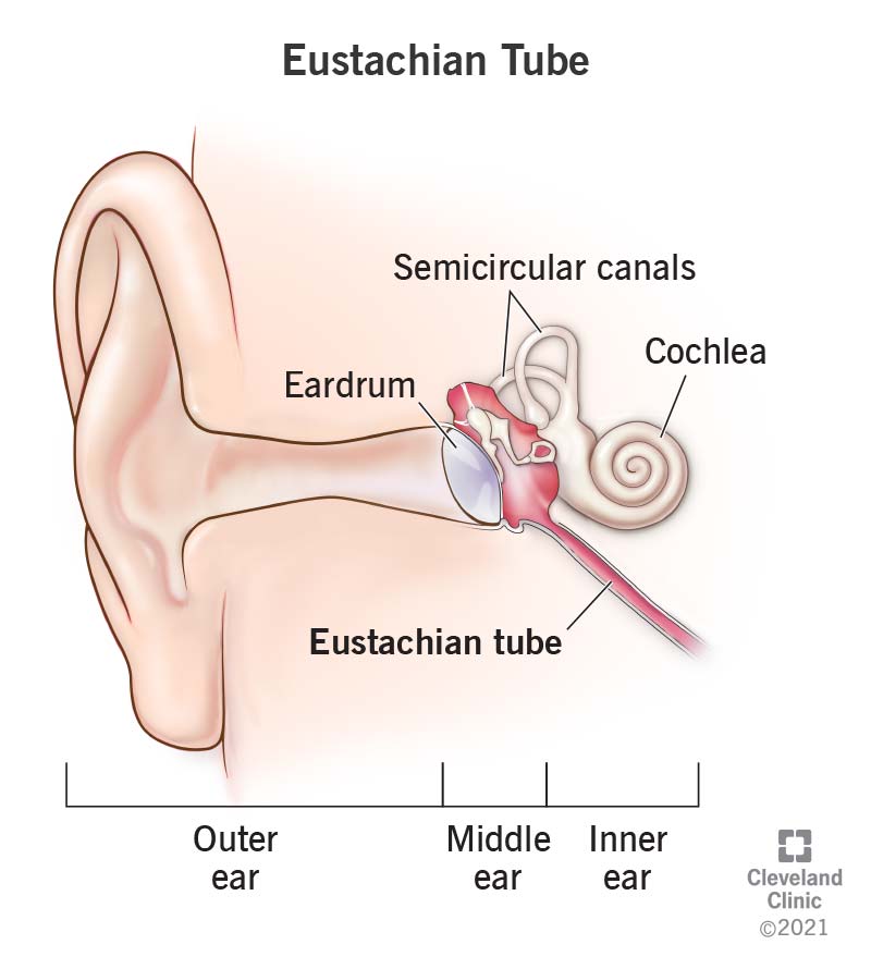 <p>equalizes air pressure between middle and outer ear</p><ul><li><p>pressure needs to be the same on both sides or it is painful for the ear (like plugged ears on an airplane)</p></li><li><p>every time we swallow, air flows into middle ear to equalize pressure</p></li></ul><p></p>