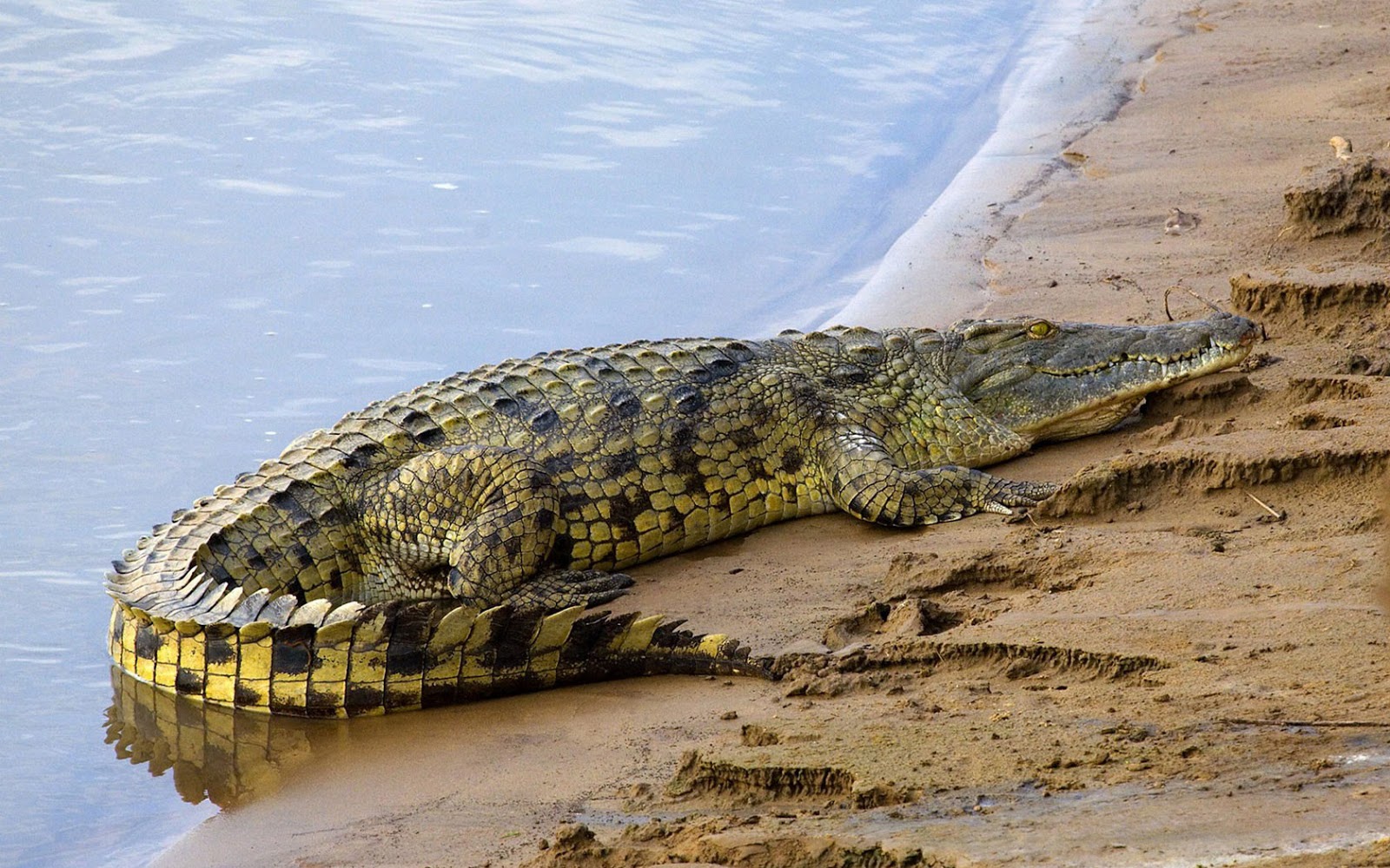 <p>a large reptile with big teeth and a predatory nature.</p>